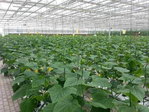 天赋河套，绿色引擎 蔬菜产业引领绿色发展新篇章