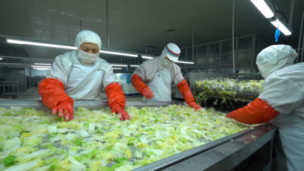 胶州大白菜 从田间到品牌的蔬菜传奇