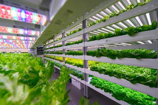 植物工厂健康菜 从实验室到国宴的创新之路